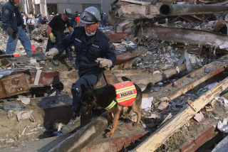 Illustration de l'article : Le courage des chiens de sauvetage mis à l'honneur dans une exposition commémorant le 20e anniversaire des attentats du 11 septembre