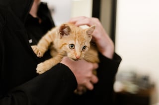 Illustration de l'article : Pendant 6 heures, des sauveteurs ont tenté de sauver ce chat coincé sur le pont d'une autoroute