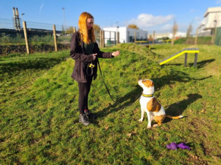 Illustration de l'article : Un chien de refuge ne suscitant l'intérêt de personne apprend une nouvelle langue pour élargir son cercle de potentiels adoptants