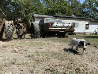 Illustration de l'article : Une chienne auparavant négligée et enchaînée dans un jardin découvre pour la première fois la vie de famille (vidéo)