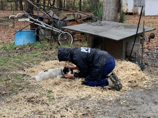 Illustration de l'article : Une chienne auparavant négligée et enchaînée dans un jardin découvre pour la première fois la vie de famille (vidéo)