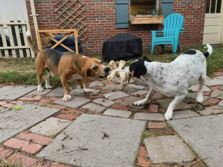 Illustration de l'article : Une chienne auparavant négligée et enchaînée dans un jardin découvre pour la première fois la vie de famille (vidéo)