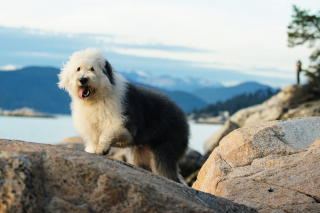 Illustration de l'article : 12 chiens à poil long qui sont de véritables icônes du glamour