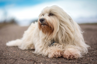 Illustration de l'article : 12 chiens à poil long qui sont de véritables icônes du glamour