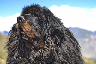 Illustration de l'article : 12 chiens à poil long qui sont de véritables icônes du glamour