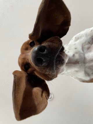 Illustration de l'article : 17 photos adorables de chiens regardant vers le bas