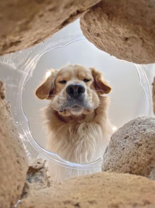 Illustration de l'article : 17 photos adorables de chiens regardant vers le bas