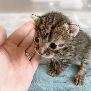 Illustration de l'article : Retrouvé à l'extérieur, un chaton très petit pour son âge est déterminé à devenir grand et fort