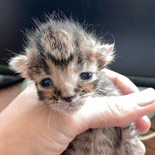 Illustration de l'article : Retrouvé à l'extérieur, un chaton très petit pour son âge est déterminé à devenir grand et fort