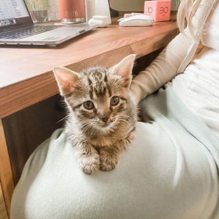 Illustration de l'article : Retrouvé à l'extérieur, un chaton très petit pour son âge est déterminé à devenir grand et fort