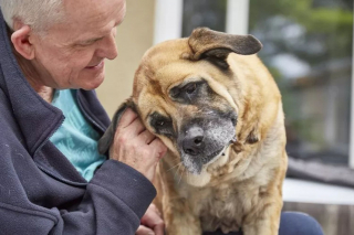 Illustration de l'article : Une chienne sénior abandonnée quelques jours avant Noël fait une rencontre salvatrice