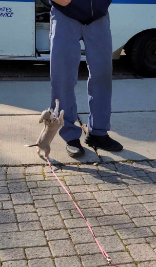 Illustration de l'article : Un jeune Chihuahua attend tous les jours avec impatience la visite de son facteur préféré (vidéo)