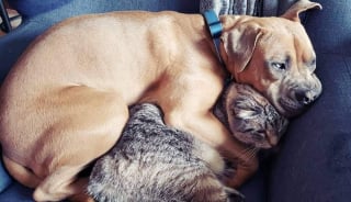 Illustration de l'article : 16 photos d'animaux de compagnie remplies de tendresse