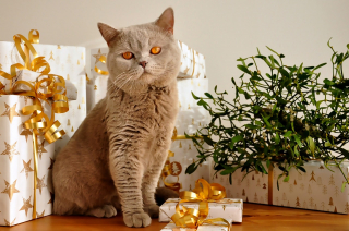 Illustration de l'article : 10 astuces pour préserver votre sapin et vos décorations de Noël des assauts de votre chat