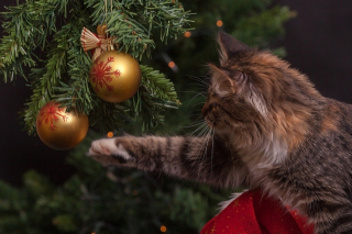 Illustration de l'article : 10 astuces pour préserver votre sapin et vos décorations de Noël des assauts de votre chat