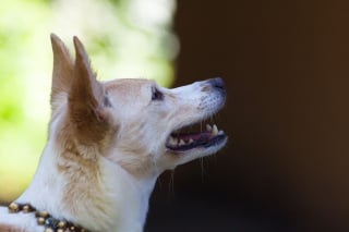 Illustration de l'article : Espagne : une nouvelle loi reconnaît les animaux comme des "êtres sensibles"