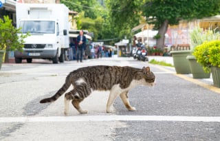 Illustration de l'article : Les bonnes pratiques et les idées innovantes à l'international pour accueillir l'animal en ville