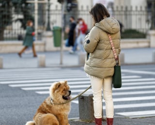 Illustration de l'article : Les bonnes pratiques et les idées innovantes à l'international pour accueillir l'animal en ville