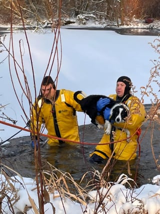 Illustration de l'article : Une équipe de pompiers pénètre dans un étang gelé pour sauver la vie d'un Border Collie piégé dans la glace