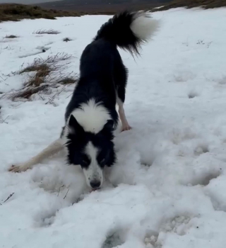 Illustration de l'article : Un homme filme son meilleur ami canin qui ne peut contenir son excitation face à la neige !