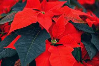 Illustration de l'article : 10 plantes de Noël s'avérant toxiques pour votre boule de poils préférée