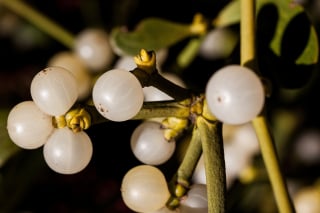 Illustration de l'article : 10 plantes de Noël s'avérant toxiques pour votre boule de poils préférée