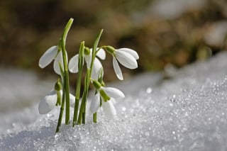 Illustration de l'article : 10 plantes de Noël s'avérant toxiques pour votre boule de poils préférée