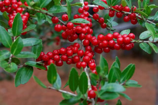 Illustration de l'article : 10 plantes de Noël s'avérant toxiques pour votre boule de poils préférée