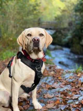 Illustration de l'article : 9 photos de chiens toujours prêts à explorer la nature quelle que soit la saison