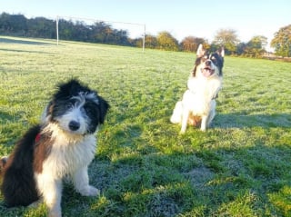 Illustration de l'article : 9 photos de chiens toujours prêts à explorer la nature quelle que soit la saison