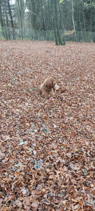 Illustration de l'article : 9 photos de chiens toujours prêts à explorer la nature quelle que soit la saison