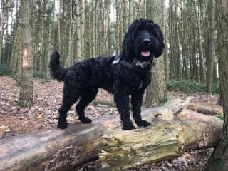 Illustration de l'article : 9 photos de chiens toujours prêts à explorer la nature quelle que soit la saison