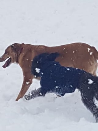 Illustration de l'article : 9 photos de chiens toujours prêts à explorer la nature quelle que soit la saison