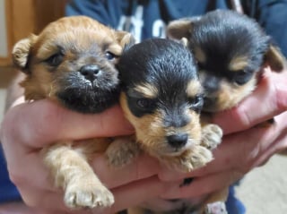 Illustration de l'article : Ils sauvent 3 chiots issus de la même portée, lesquels développent une apparence très différente en grandissant !