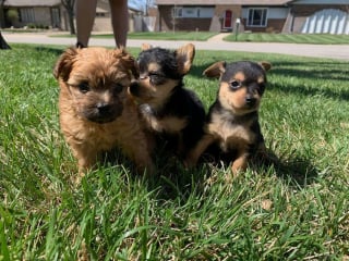 Illustration de l'article : Ils sauvent 3 chiots issus de la même portée, lesquels développent une apparence très différente en grandissant !