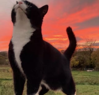 Illustration de l'article : Ces 15 photos d'animaux drôles et adorables chasseront les ondes négatives