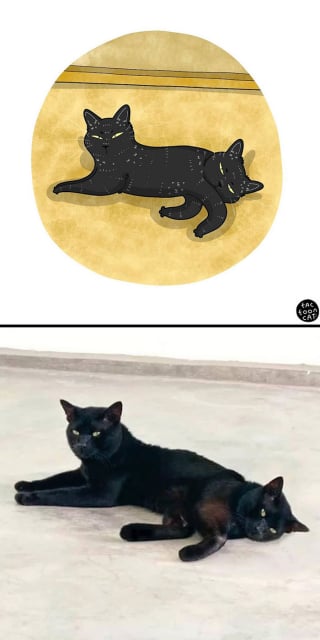 Illustration de l'article : 20 photos de chats transformées en illustrations comiques