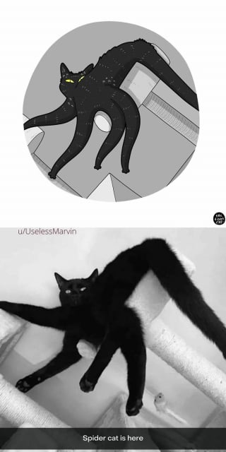 Illustration de l'article : 20 photos de chats transformées en illustrations comiques