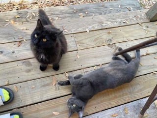 Illustration de l'article : 2 chats avides d'attention sont prêts à tourner le dos à leur vie d'errance grâce au soutien de bénévoles