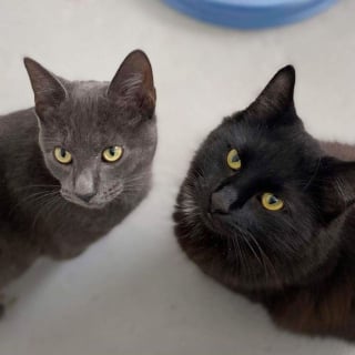 Illustration de l'article : 2 chats avides d'attention sont prêts à tourner le dos à leur vie d'errance grâce au soutien de bénévoles