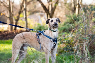 Illustration de l'article : Le nouvel espoir d'une vie meilleure pour un chien retrouvé attaché à un lampadaire avec une patte cassée