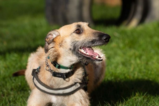 Illustration de l'article : Le nouvel espoir d'une vie meilleure pour un chien retrouvé attaché à un lampadaire avec une patte cassée