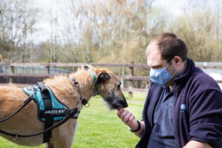 Illustration de l'article : Le nouvel espoir d'une vie meilleure pour un chien retrouvé attaché à un lampadaire avec une patte cassée