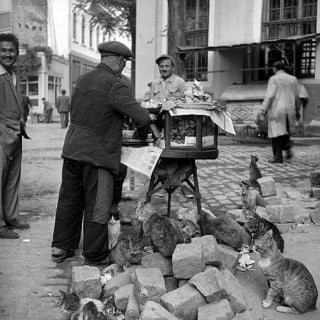 Illustration de l'article : 16 photos vintage immortalisant la beauté des chats