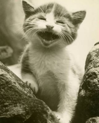 Illustration de l'article : 16 photos vintage immortalisant la beauté des chats