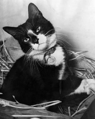 Illustration de l'article : 16 photos vintage immortalisant la beauté des chats