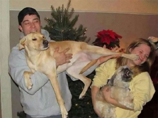 Illustration de l'article : 13 chiens qui ont décidé de ruiner les photos de famille le jour de Noël !