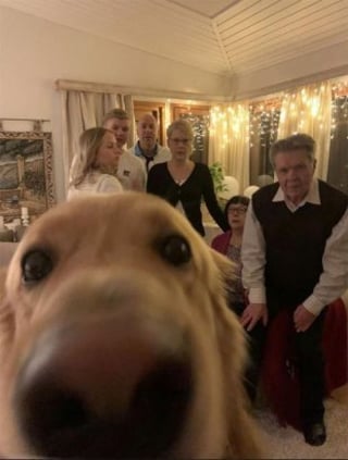 Illustration de l'article : 13 chiens qui ont décidé de ruiner les photos de famille le jour de Noël !