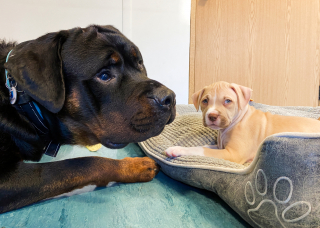 Illustration de l'article : L'histoire touchante d'un Rottweiler aveugle devenu le père adoptif de 2 chiots (vidéo)