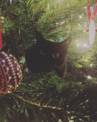 Illustration de l'article : 20 photos de chats obsédés par le sapin de Noël de leur famille